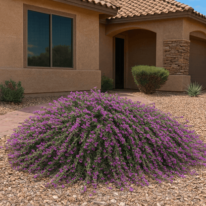 Trailing Germander (Teucrium chamaedrys) low spreading groundcover with rosy-purple flowers in front yard gravel landscape — Phoenix, AZ