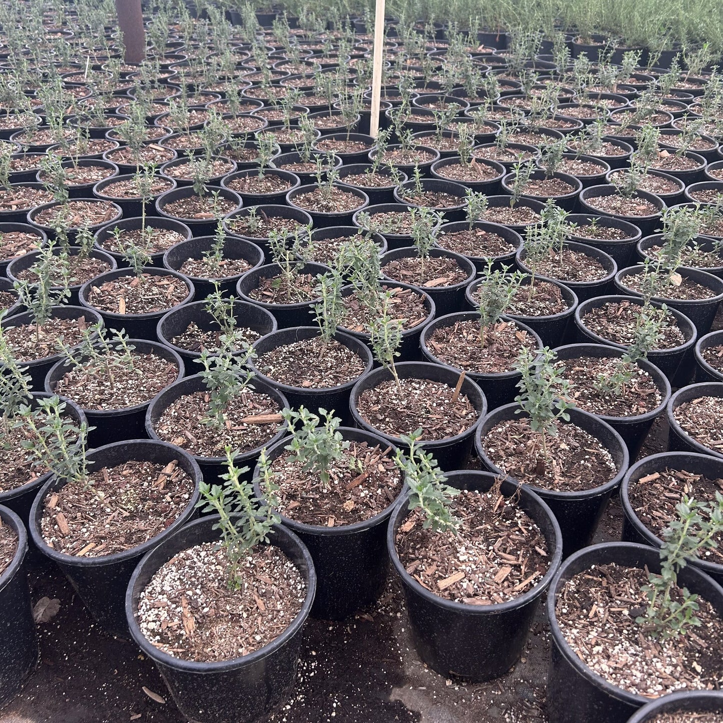 Trailing Germander 1 Gallon
