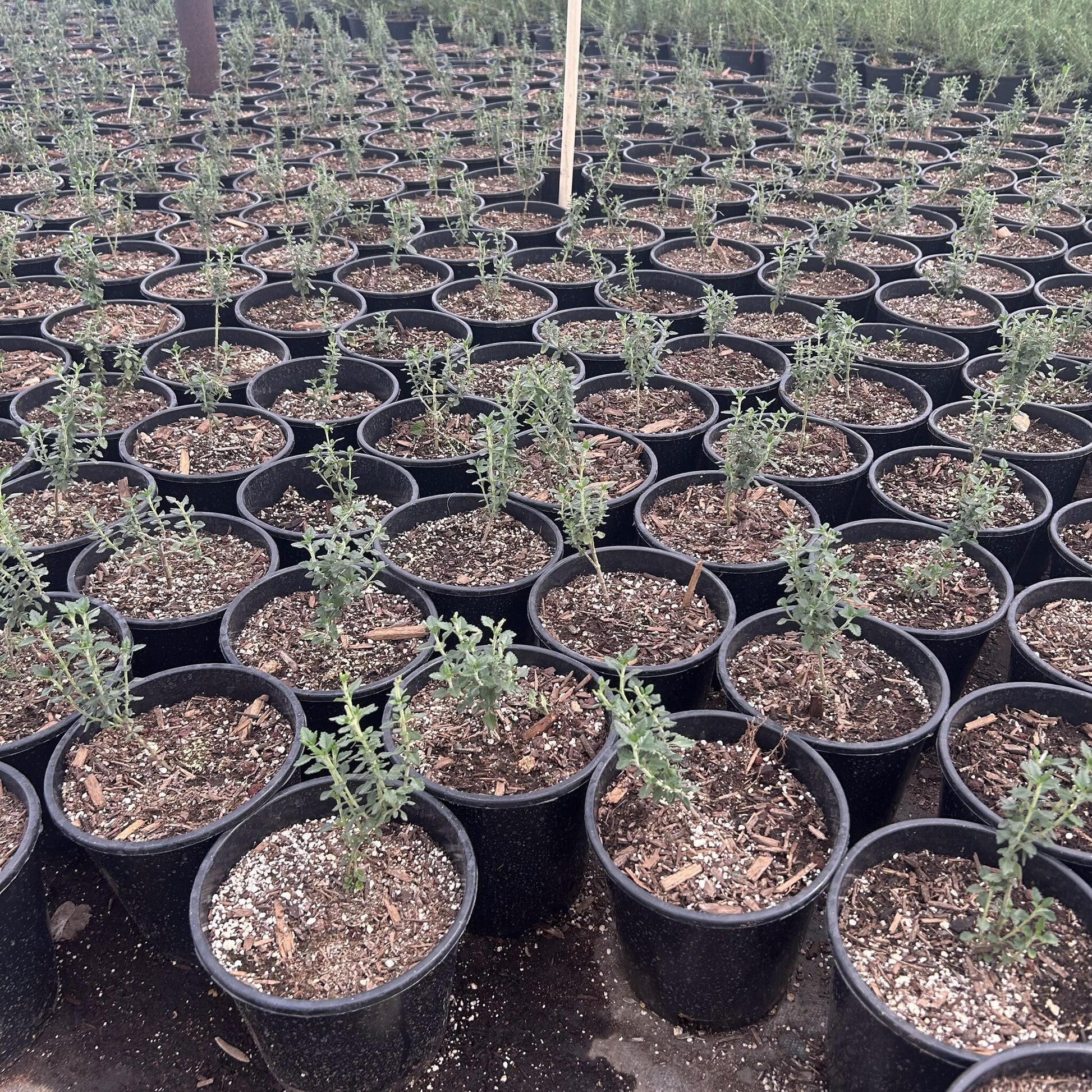 Trailing Germander 1 Gallon