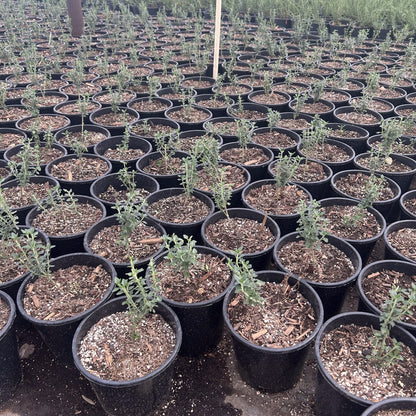 Trailing Germander 1 Gallon