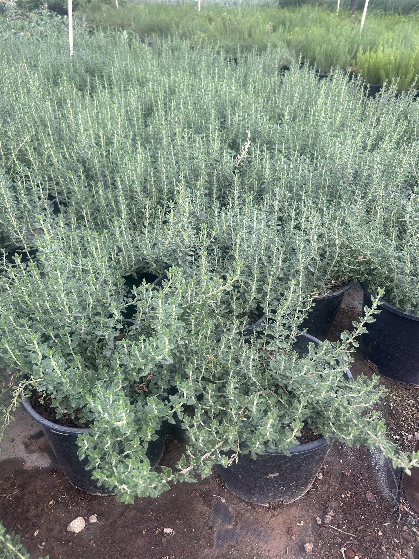 Trailing Germander - 3/5 Gallon