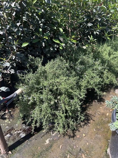 Trailing Rosemary 10/15 Gallon
