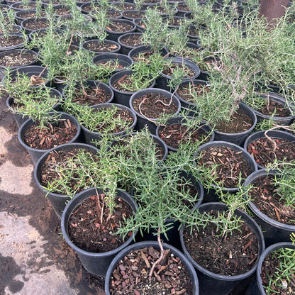 1 gallon Trailing Rosemary (Rosmarinus officinalis 'Prostratus') in nursery pot — Phoenix, AZ