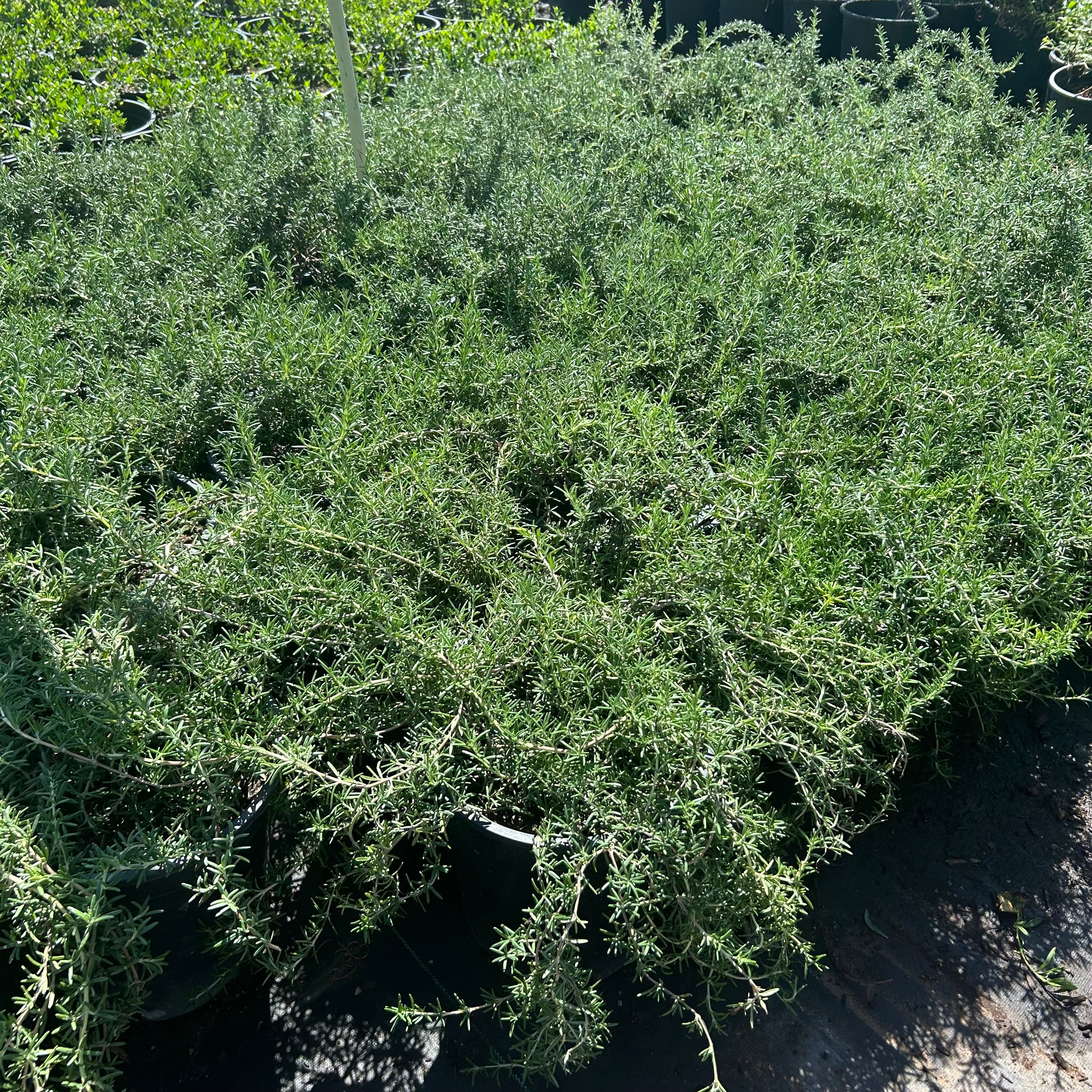 Buy Trailing Rosemary Phoenix, AZ | Salvia rosmarinus | Three