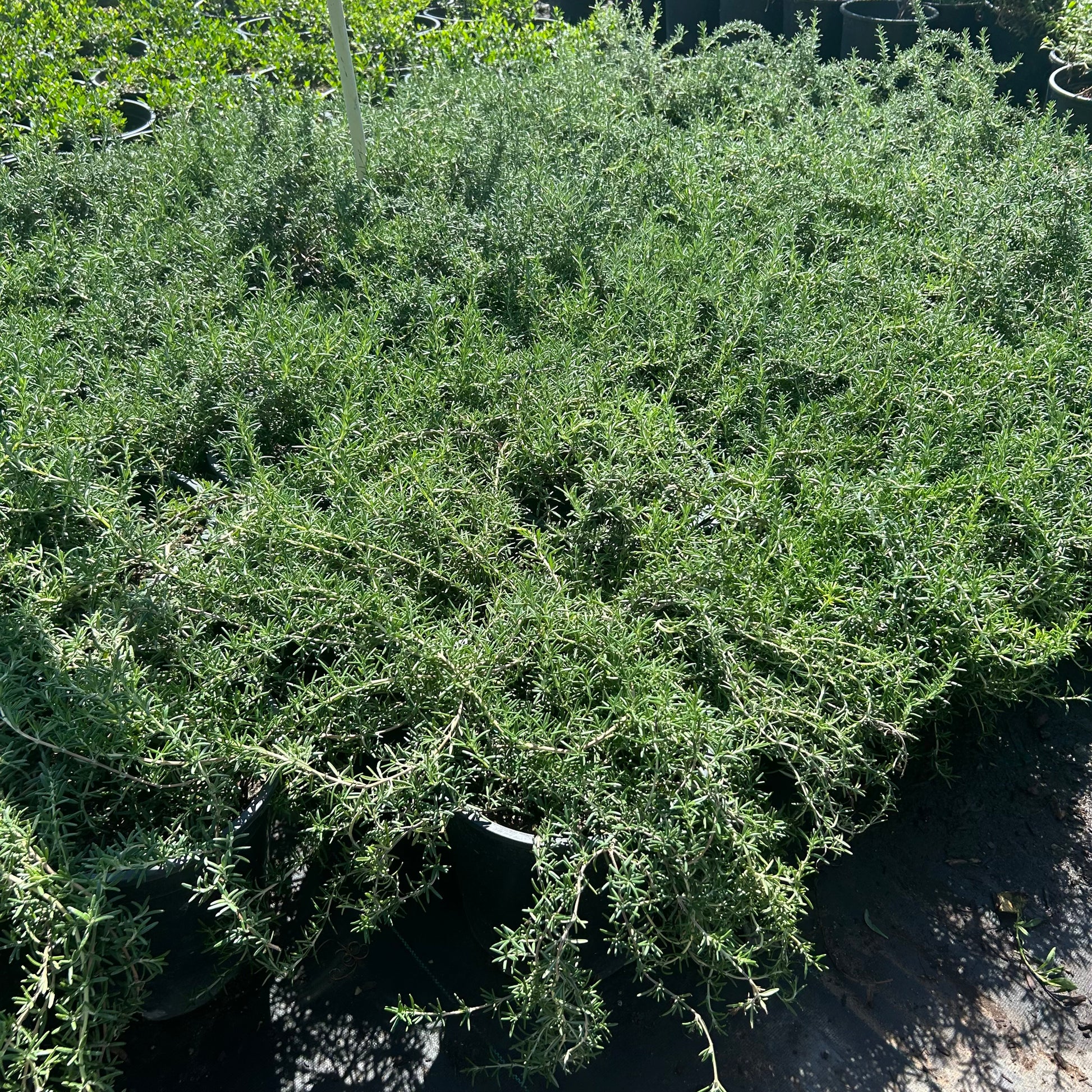 5 gallon Trailing Rosemary (Rosmarinus officinalis 'Prostratus') in nursery pot — Phoenix, AZ