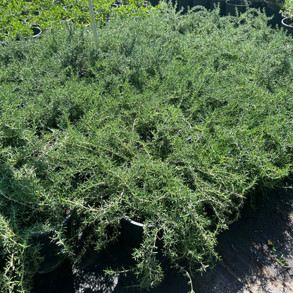 5 gallon Trailing Rosemary (Rosmarinus officinalis 'Prostratus') in nursery pot — Phoenix, AZ