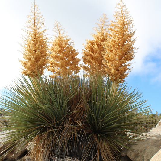 Tree Bear Grass