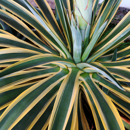 Variegated Smooth Agave (Agave desmettiana) close-up showing spineless yellow-edged green leaves — Phoenix, AZ