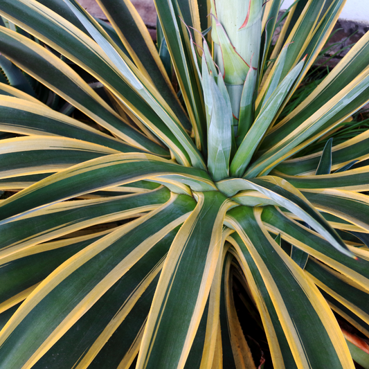 Smooth Agave