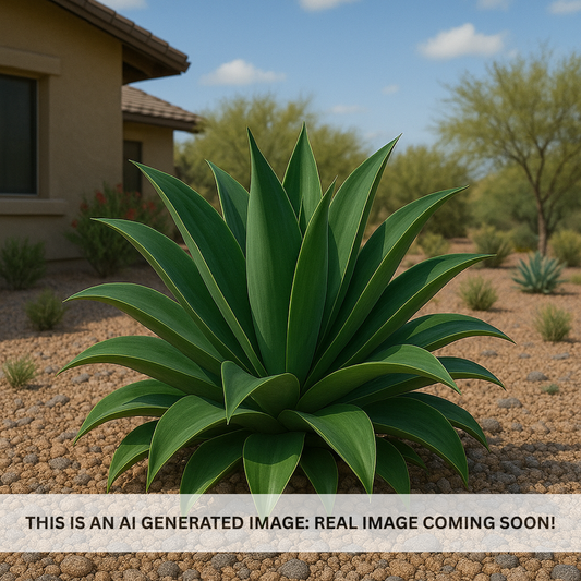 Tropical Agave
