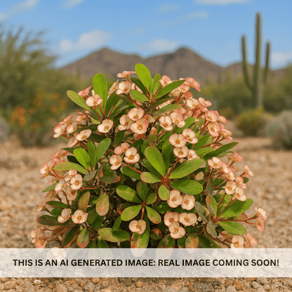Tropical Fiesta Crown of Thorns (Euphorbia milii) bi-colored yellow and pink flowers on thorny succulent shrub — Phoenix, AZ