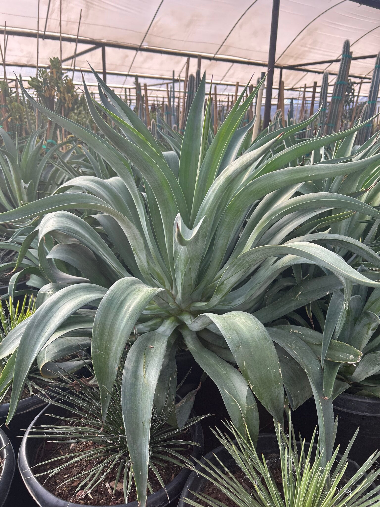 Tropical Agave - 24in-25 Gallon