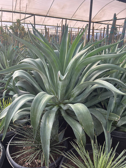 Tropical Agave - 24in-25 Gallon