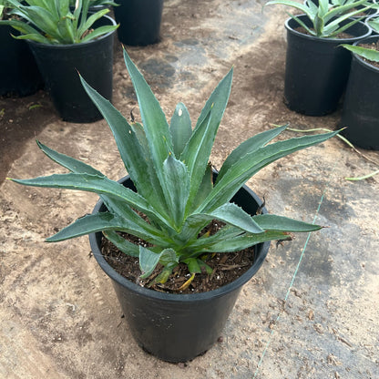 5 gallon Tropical Agave (Agave desmettiana 'Variegata') in nursery pot — Phoenix, AZ