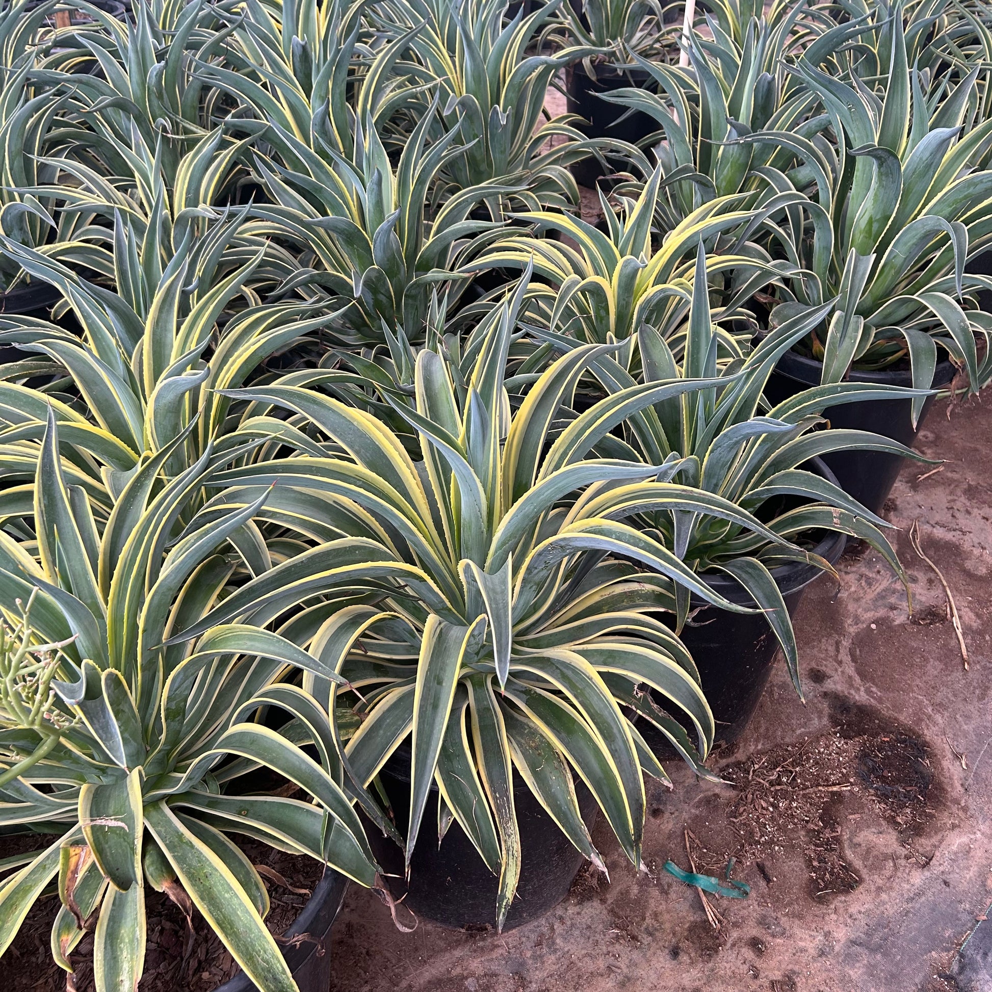 15 gallon Variegated Tropical Agave (Agave desmettiana 'Variegata') in nursery pot — Phoenix, AZ