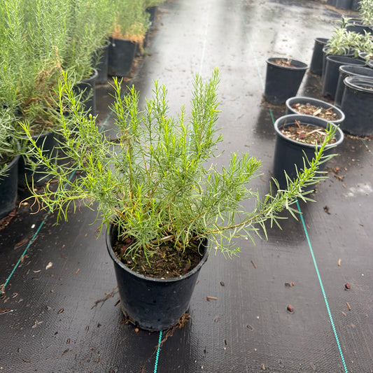 1 gallon Turpentine Bush (Ericameria laricifolia) in nursery pot — Phoenix, AZ
