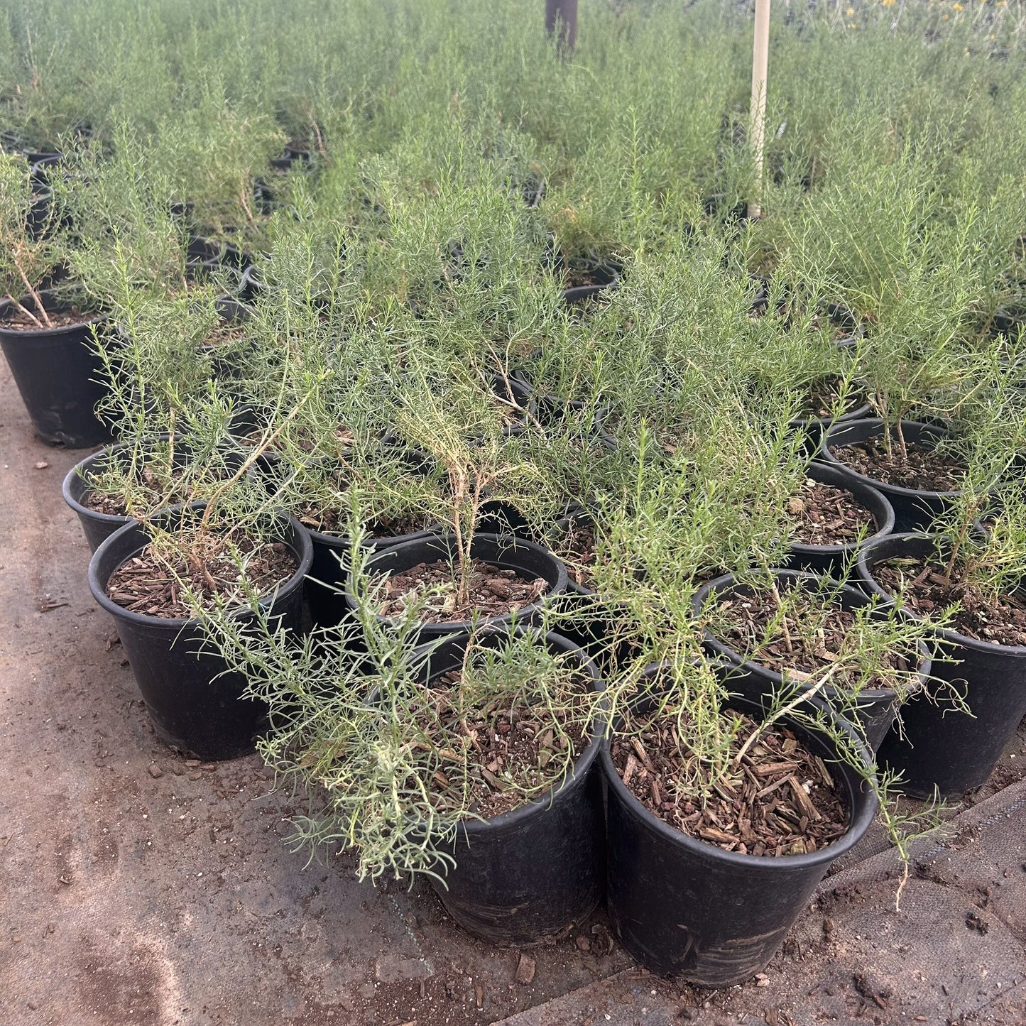 Turpentine Bush