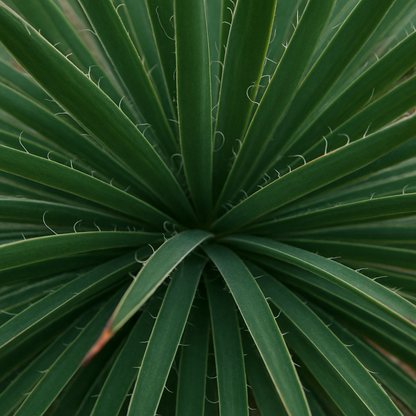 Twin Flowered Agave