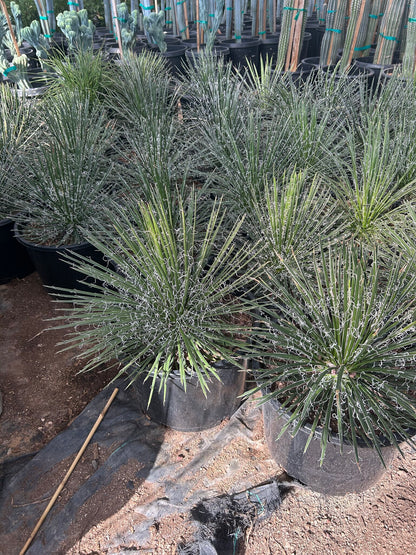 Twin Flowered Agave