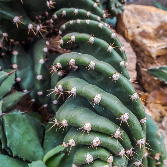 Twisted Cereus