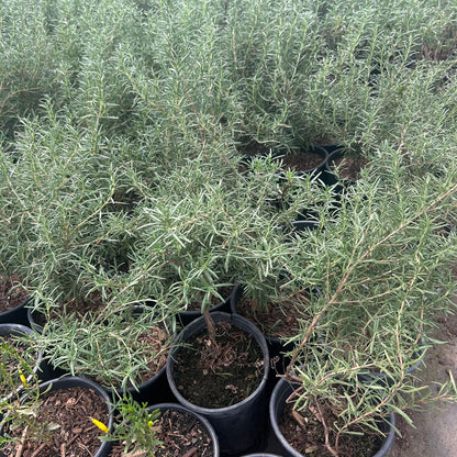 1 gallon Upright Rosemary Tuscan Blue (Salvia rosmarinus 'Tuscan Blue') in nursery pot — Phoenix, AZ
