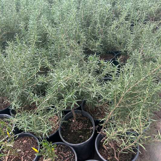 1 gallon Upright Rosemary Tuscan Blue (Salvia rosmarinus 'Tuscan Blue') in nursery pot — Phoenix, AZ