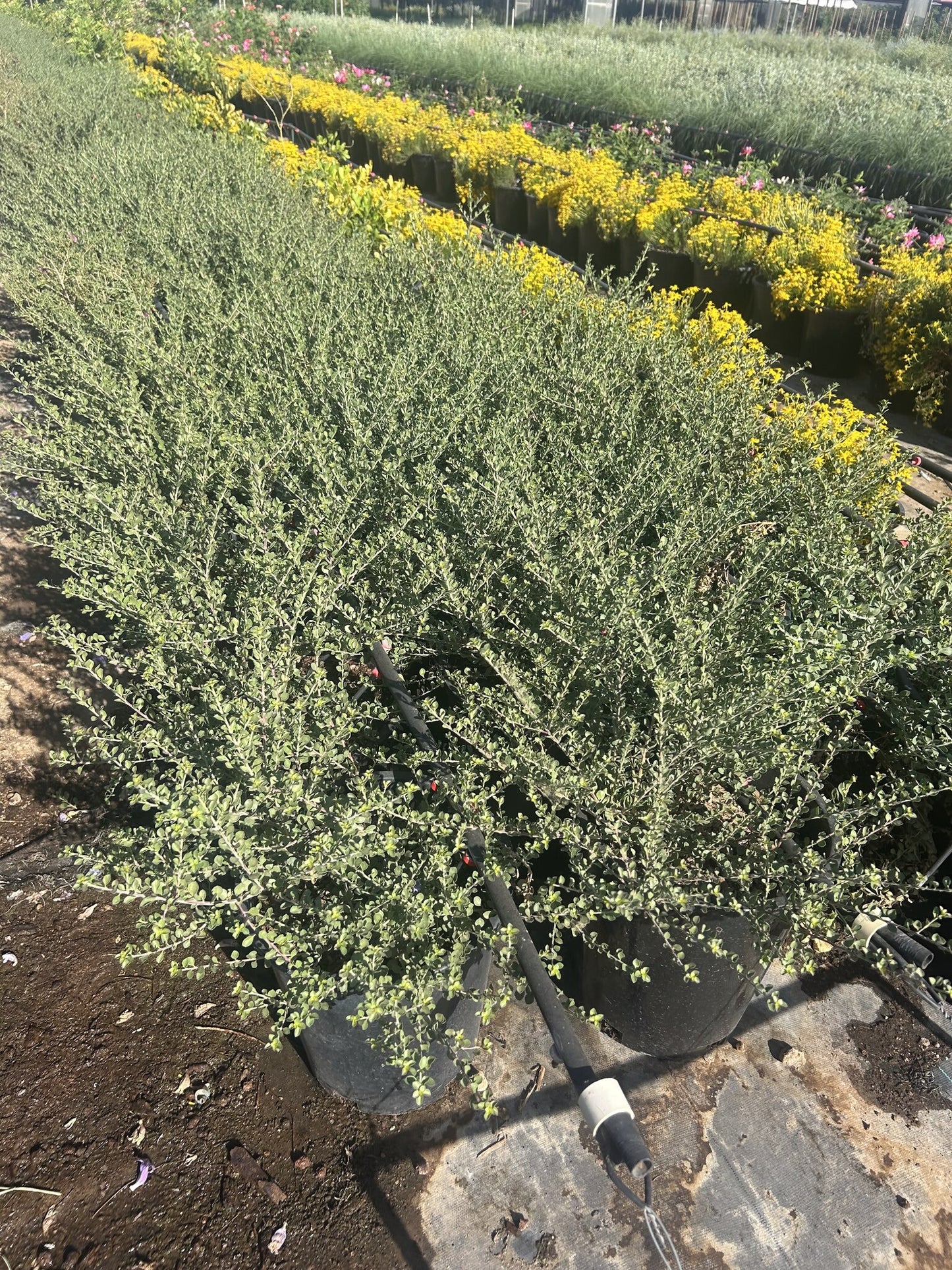 'Valentine' Emu Bush