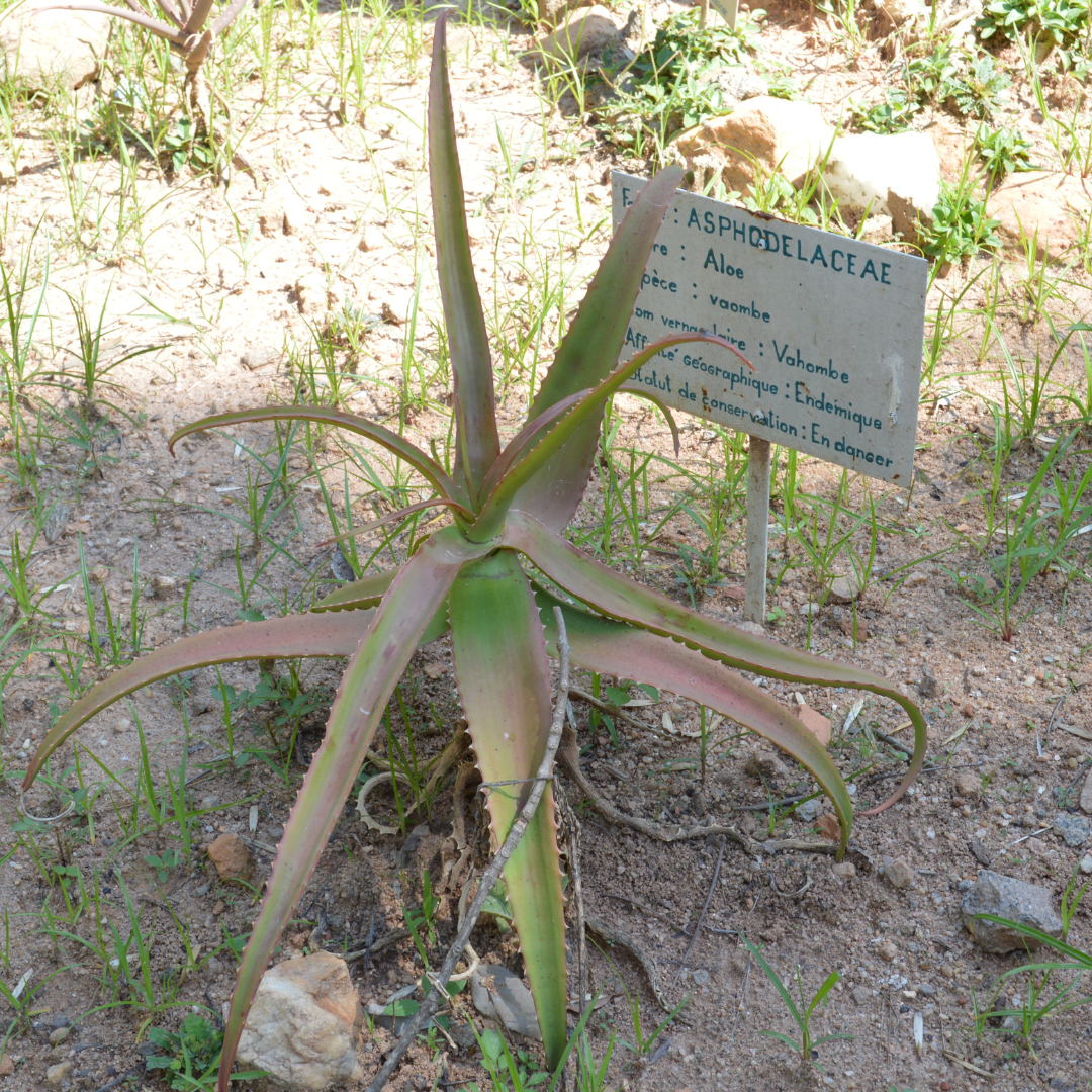 Vaombe Aloe