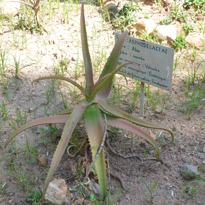 Vaombe Aloe (Aloe vaombe) young plant with curved green leaves in ground — Phoenix, AZ
