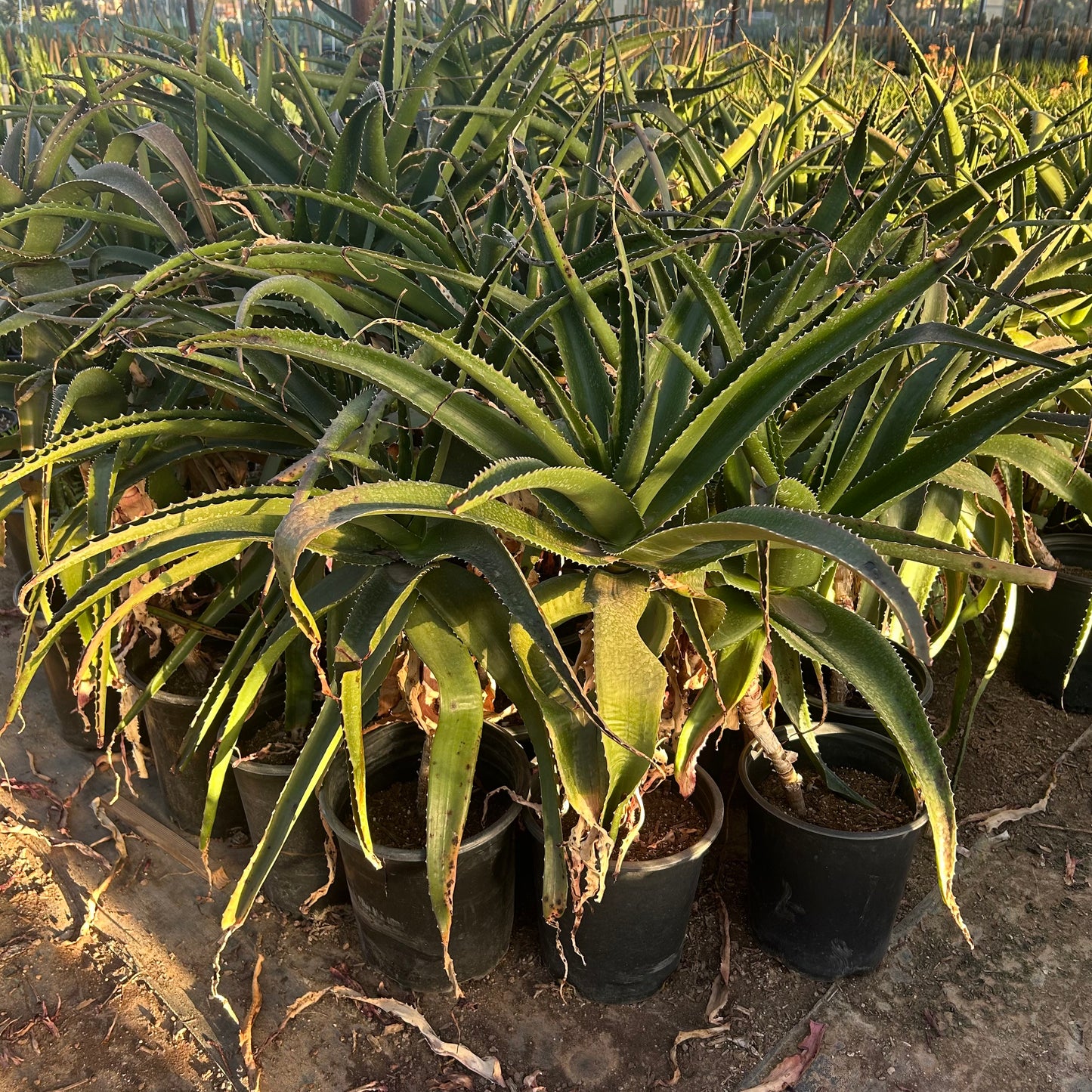 5 gallon Vaombe Aloe (Aloe vaombe) in nursery pot — Phoenix, AZ
