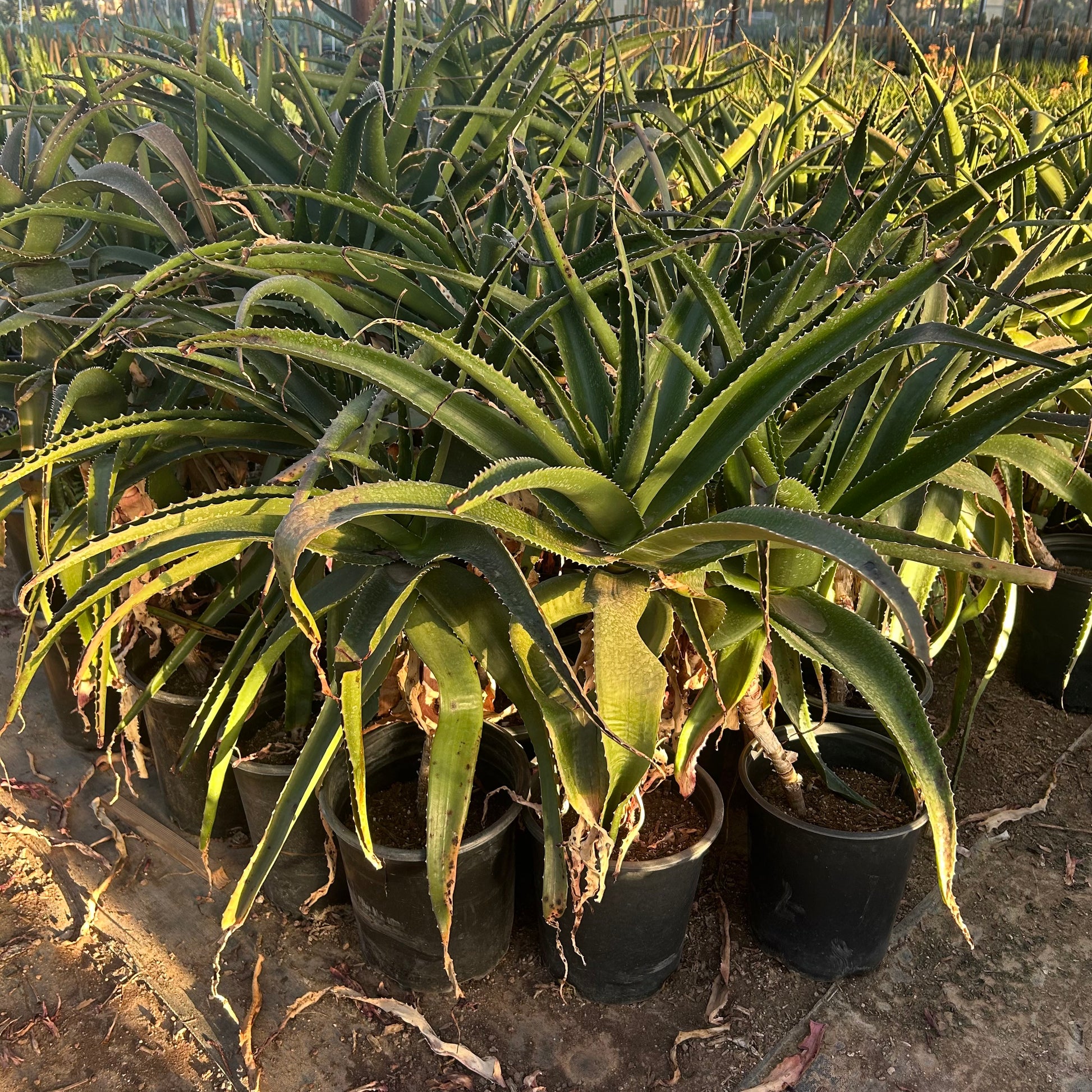 5 gallon Vaombe Aloe (Aloe vaombe) in nursery pot — Phoenix, AZ