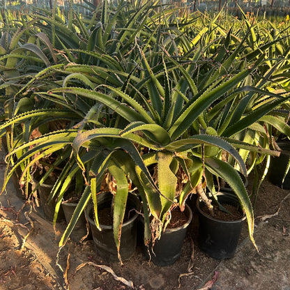 5 gallon Vaombe Aloe (Aloe vaombe) in nursery pot — Phoenix, AZ