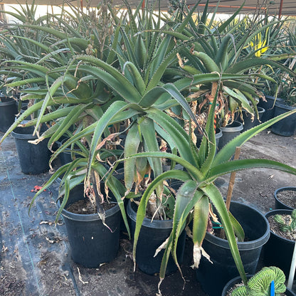 15 gallon Vaombe Aloe (Aloe vaombe) in nursery pot — Phoenix, AZ