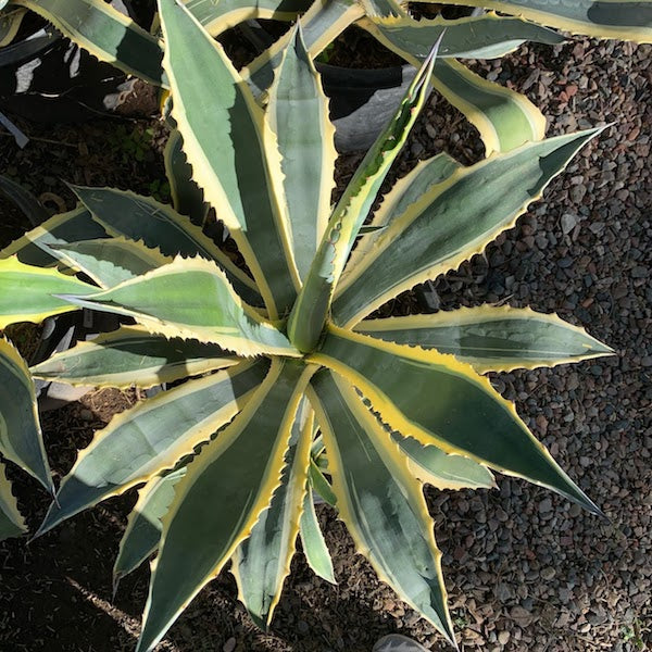 Century Plant - Variegated