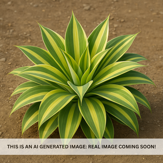 Variegated Foxtail Agave
