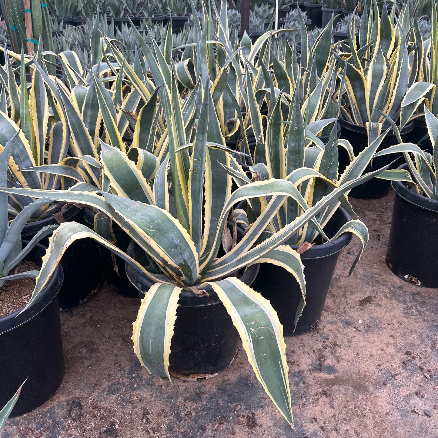 15 gallon Variegated Americana Agave (Agave americana 'Marginata') in nursery pot — Phoenix, AZ