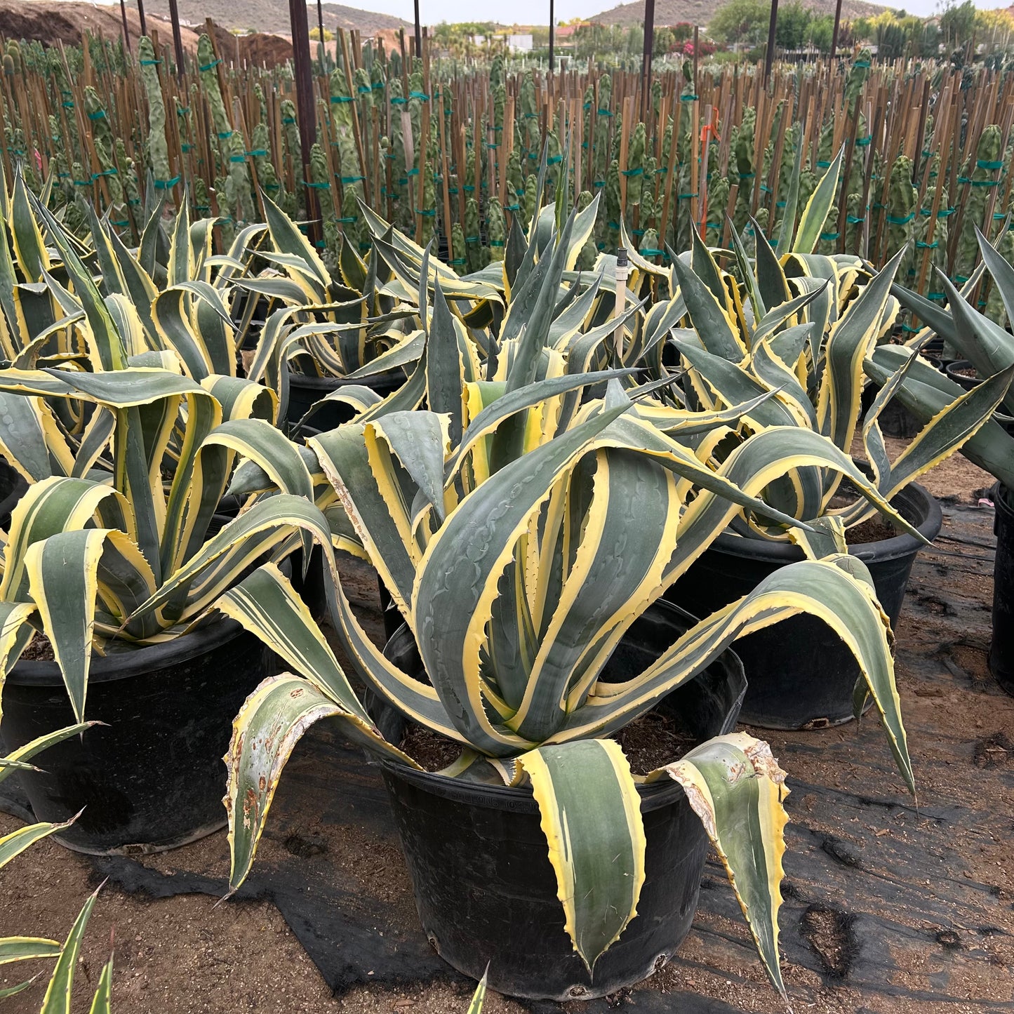25 gallon Variegated American Agave (Agave americana 'Marginata') in nursery pot — Phoenix, AZ