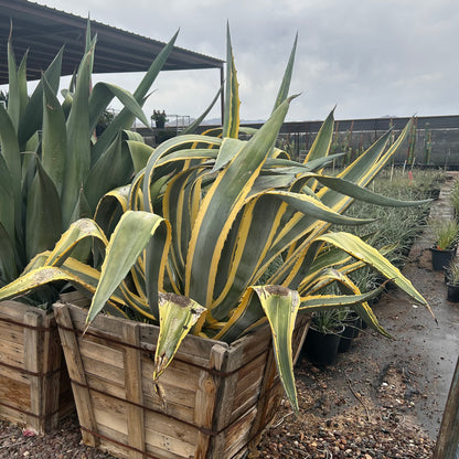 36 inch box Variegated Americana Agave (Agave americana 'Marginata') in nursery — Phoenix, AZ