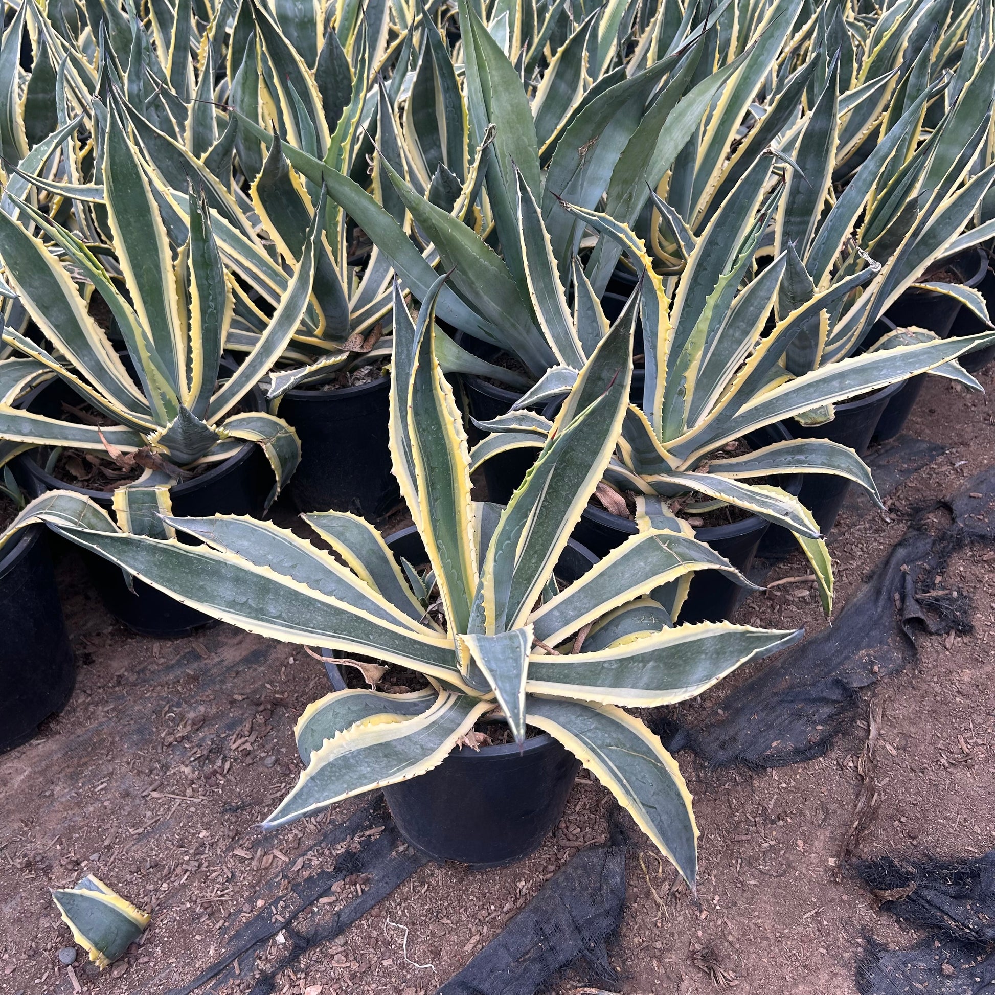 5 gallon Variegated Americana Agave (Agave americana 'Marginata') in nursery pot — Phoenix, AZ