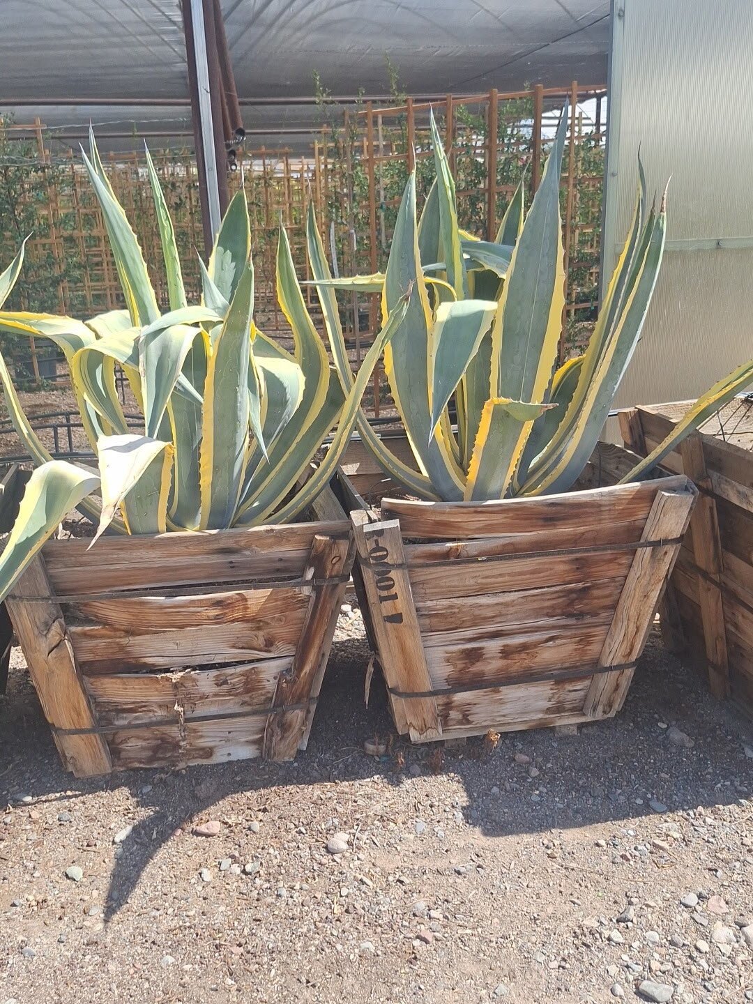 Variegated Century Plant