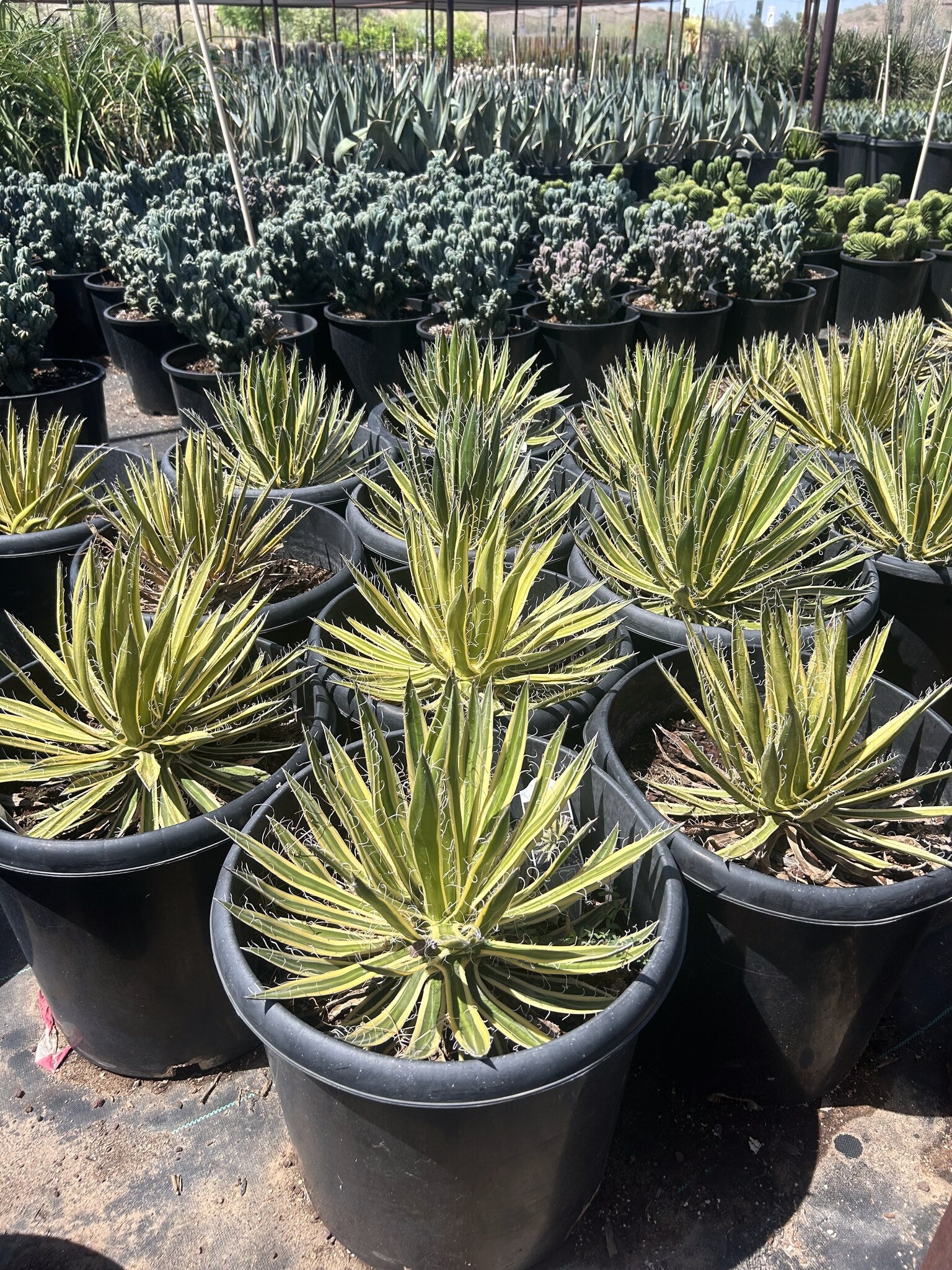 Variegated Durango Delight Agave 10/15 Gallon