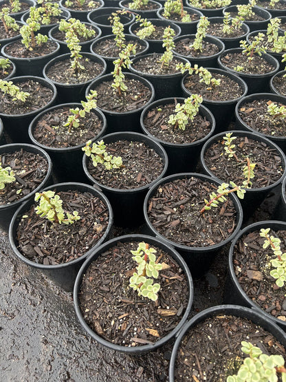 Variegated Elephant's food - 1 Gallon