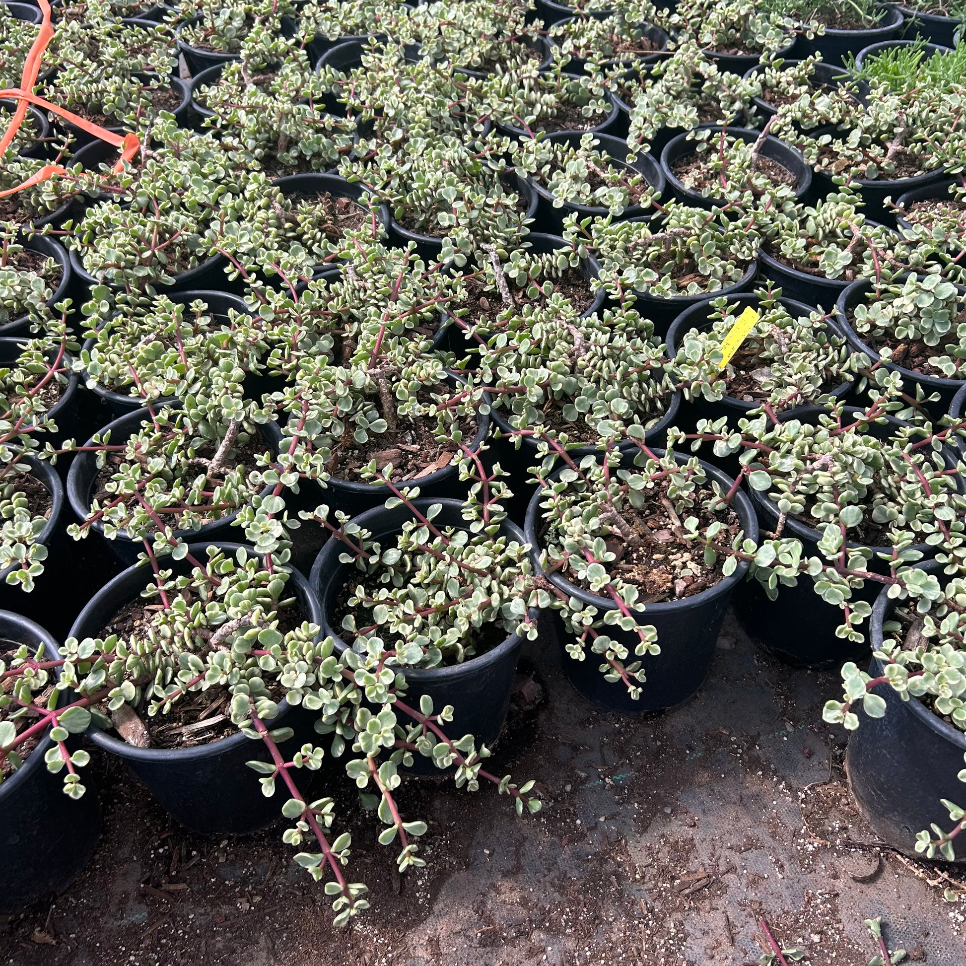 1 gallon Variegated Elephant's Food (Portulacaria afra 'Variegata') in nursery pot — Phoenix, AZ