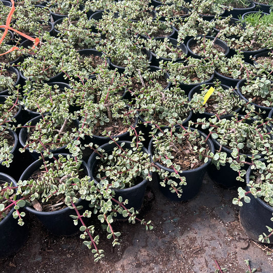 1 gallon Variegated Elephant's Food (Portulacaria afra 'Variegata') in nursery pot — Phoenix, AZ