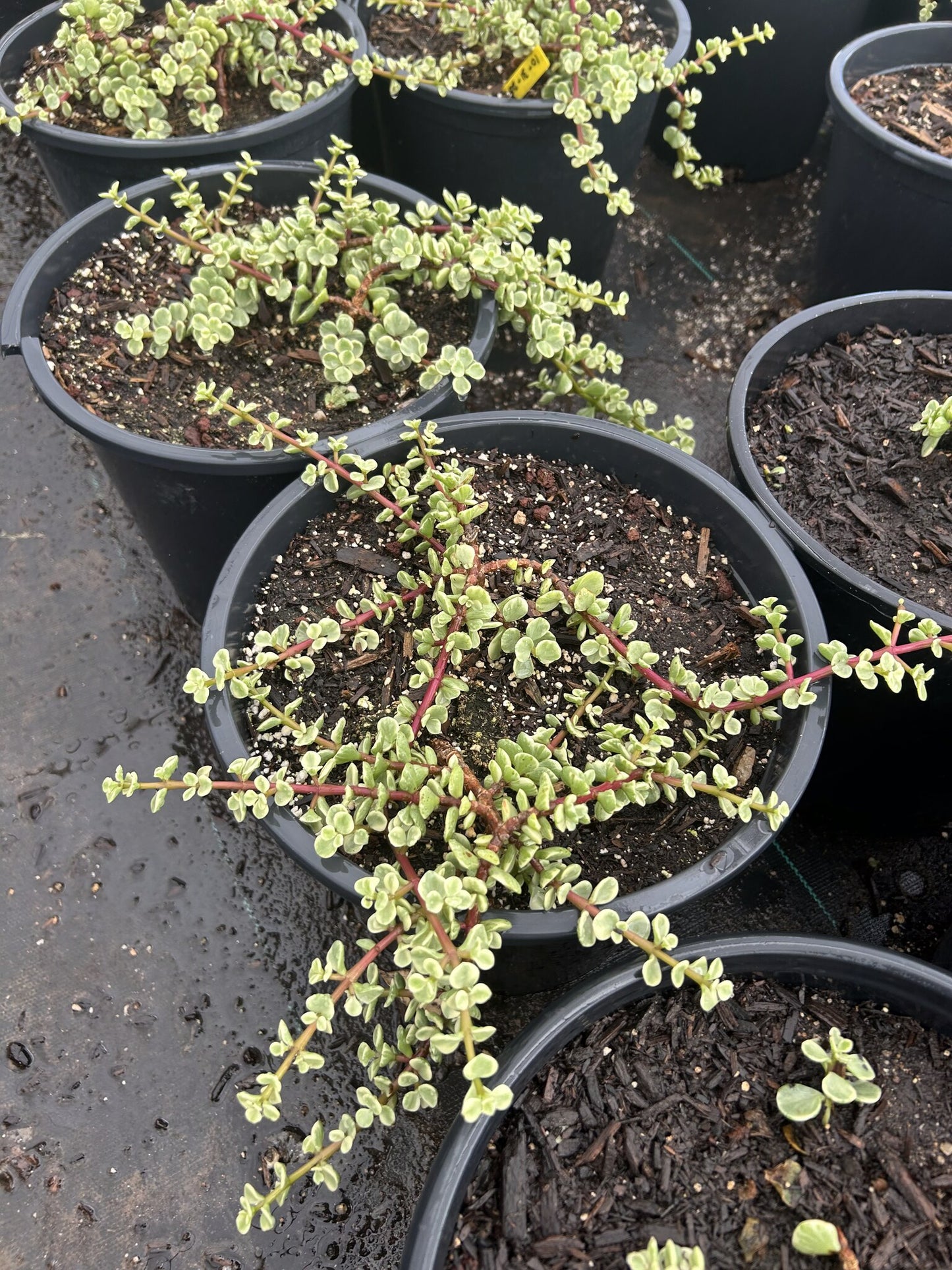 Variegated Elephants Food - 3/5 Gallon