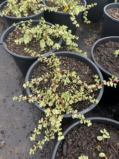 Variegated Elephants Food - 3/5 Gallon