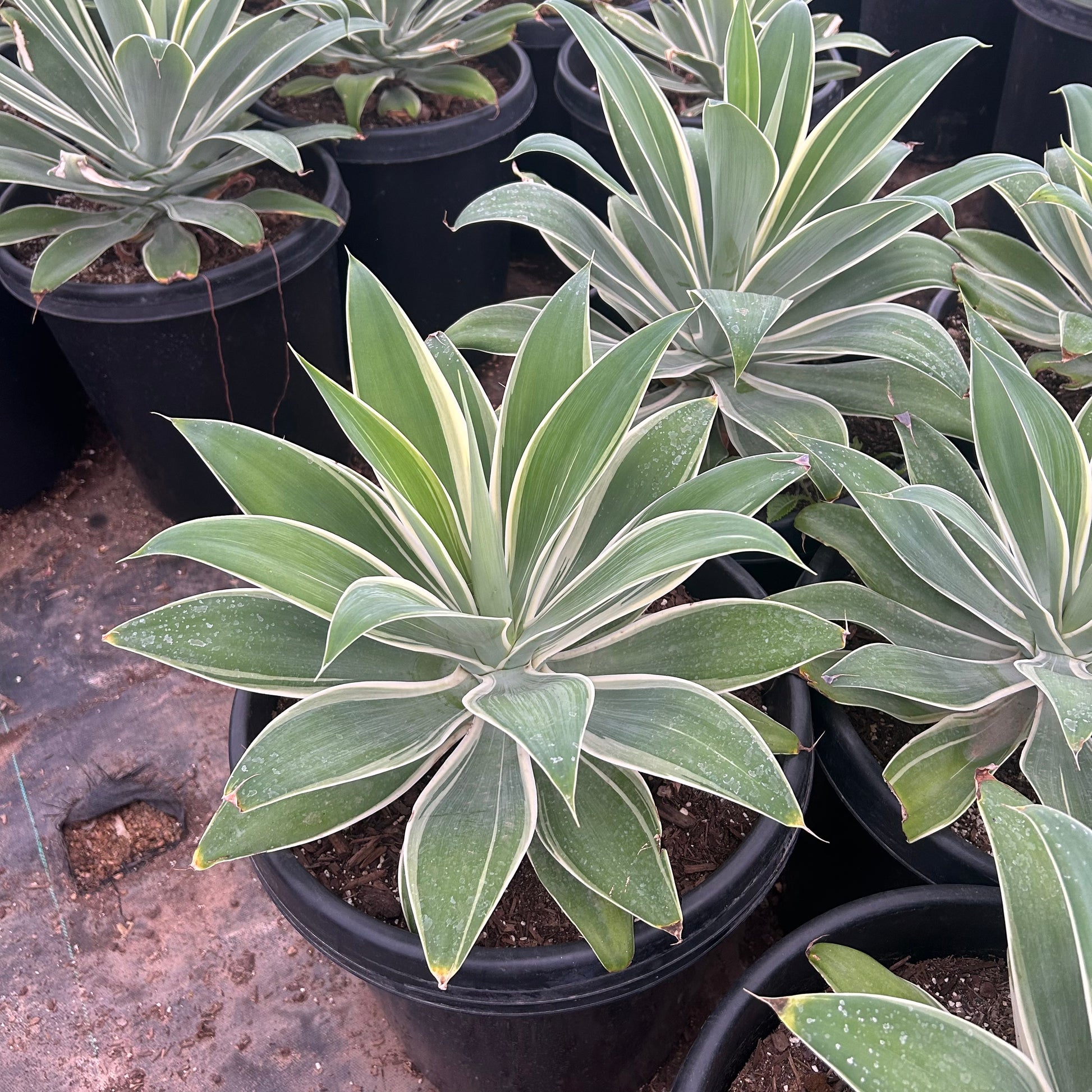 15 gallon Variegated Foxtail Agave (Agave attenuata 'Ray of Light') in nursery pot — Phoenix, AZ