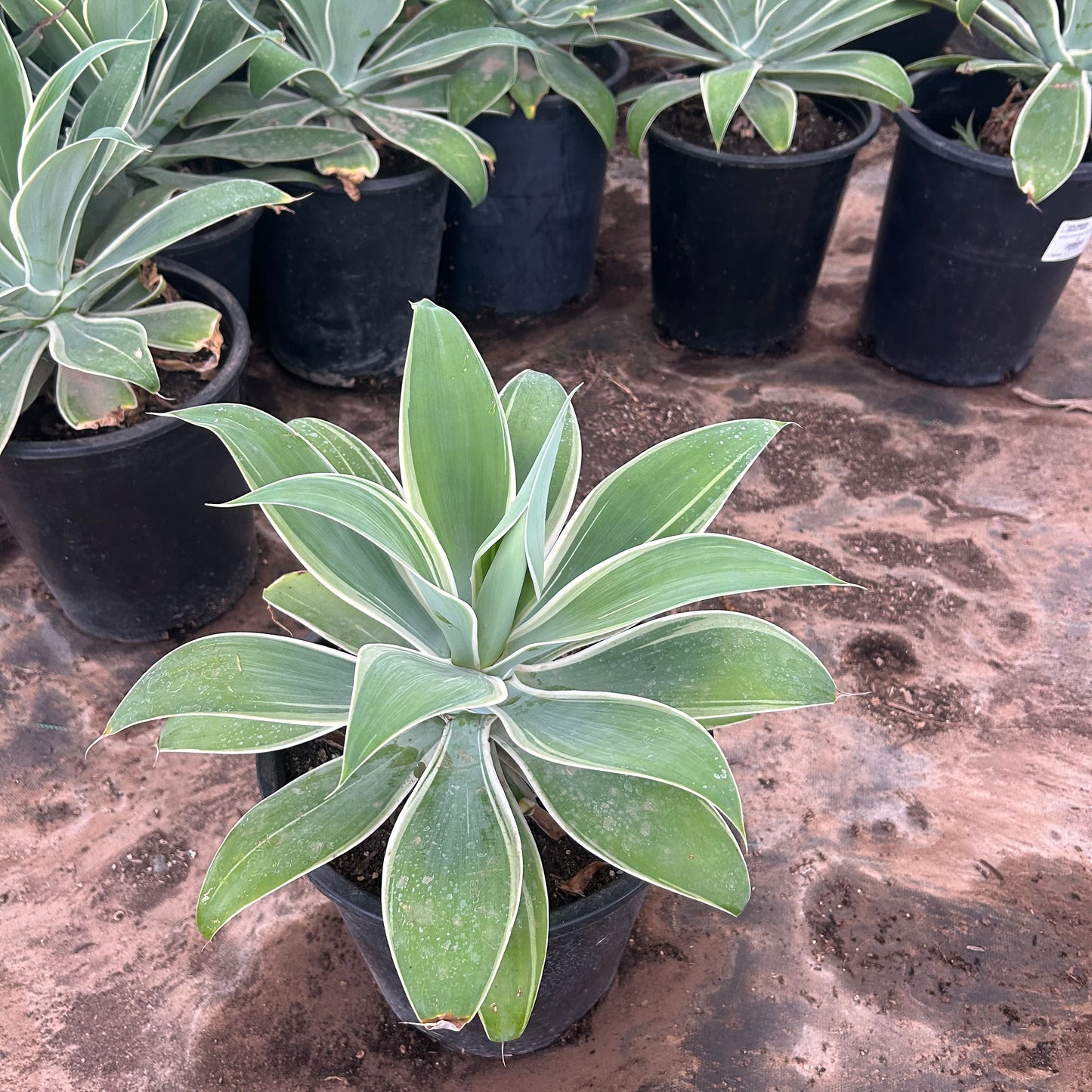 5 gallon Variegated Foxtail Agave (Agave attenuata 'Ray of Light') in nursery pot — Phoenix, AZ