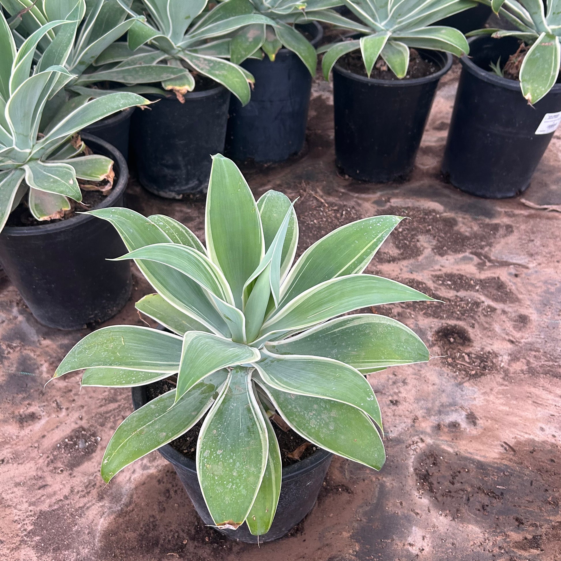 5 gallon Variegated Foxtail Agave (Agave attenuata 'Ray of Light') in nursery pot — Phoenix, AZ