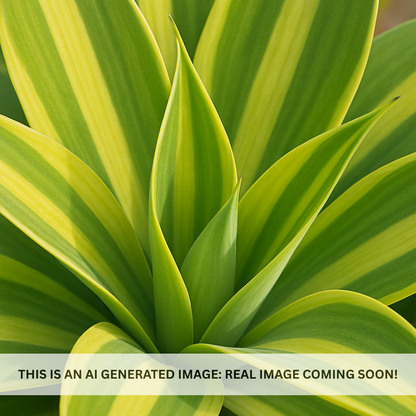 Variegated Foxtail Agave